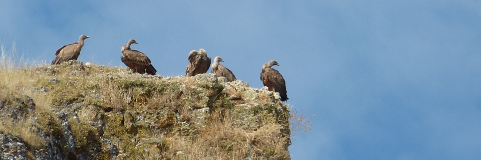 Vultures in the Rio Lobos Gorge