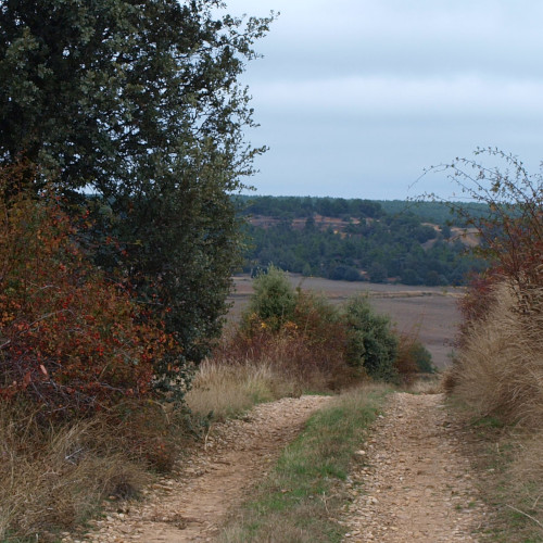 senda del castillo de gormaz, camino de quintanas de gormaz