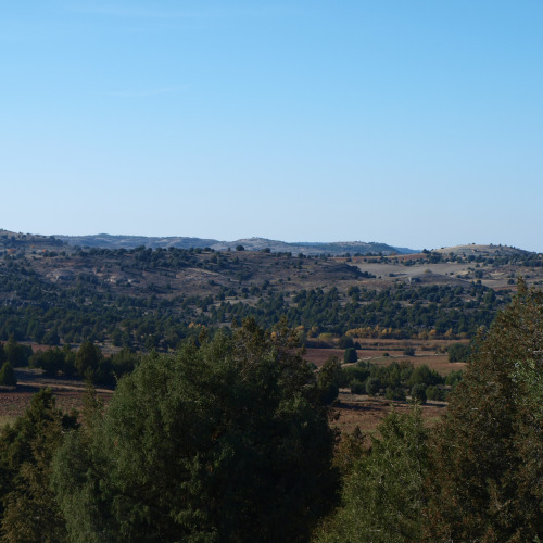 senda del castillo de gormaz, paisaje de campos de cultivo y bosques de sabina