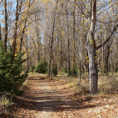 senda de la hoz del abión, chopera en otoño