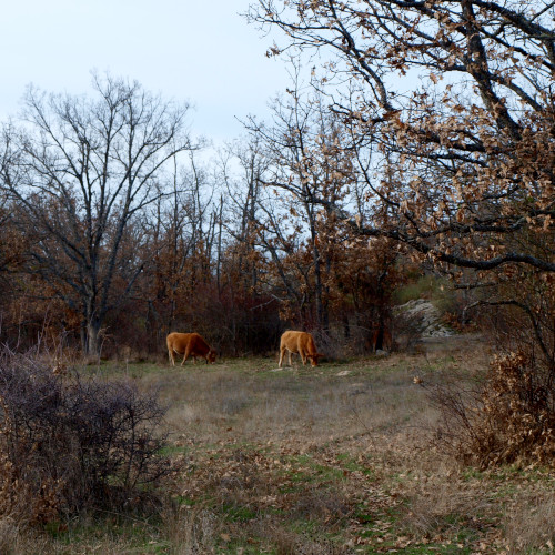 senda de la casa de la ciudad valonsadero, vacas en valonsadero