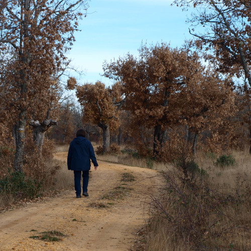 senda de la casa de la ciudad valonsadero, sendero entre robles