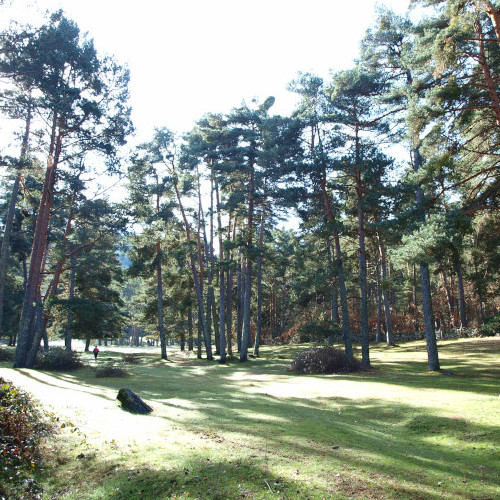 ruta de los puentes covaleda, pinos altos