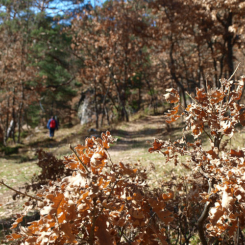 ruta de los puentes covaleda, quejigos en invierno