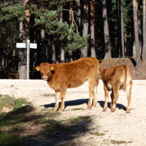 ruta de los puentes covaleda, vacas en camino