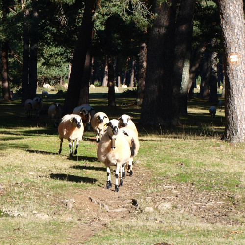 ruta de los puentes covaleda, ovejas con cencerros